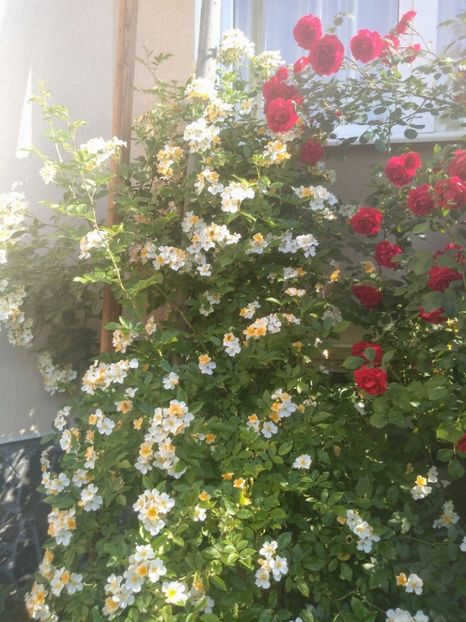 bobbie james - Trandafiri 2020