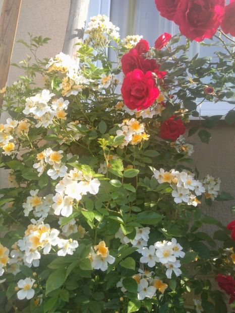 bobbie james - Trandafiri 2020