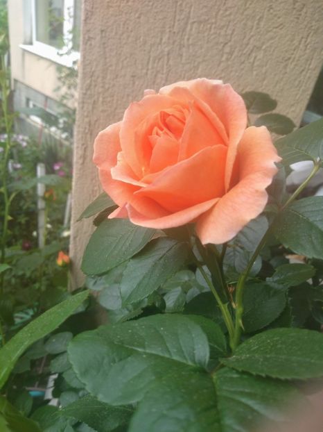 polka - Trandafiri 2020