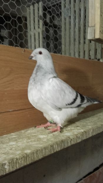 20200606_222843(0) - Pui 2025