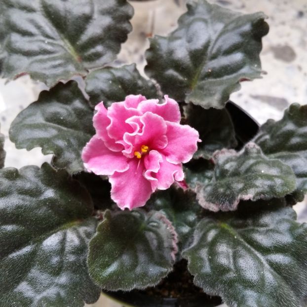 Singura floricica la violete - 2020