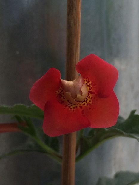 Probabil Nero sau Serge’s fantasy - Achi Identificare răsturnați