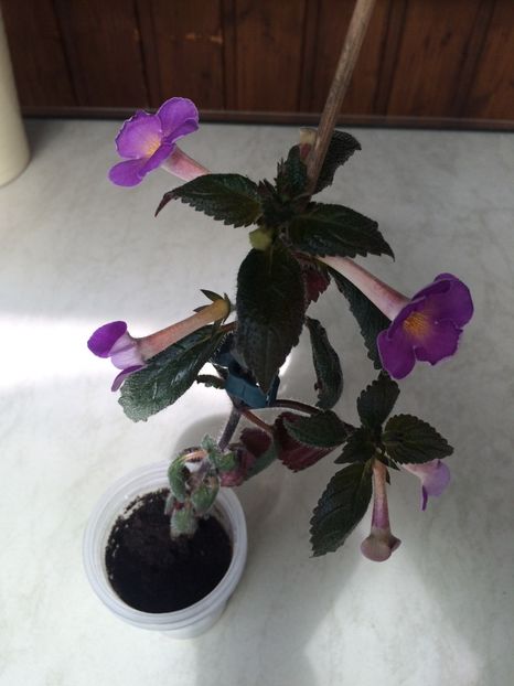 8.06.2020 - BriDs Gabriela