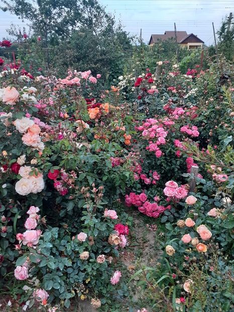  - Gradina 2020-2021