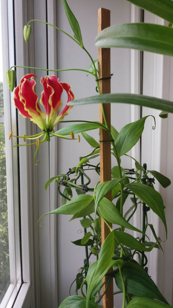 Gloriosa rotschildiana - De ce iubesc eu Gloriosa-Crinul de Malabar