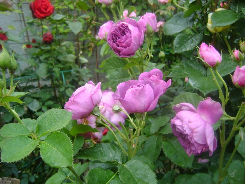  - Minerva floribunda -