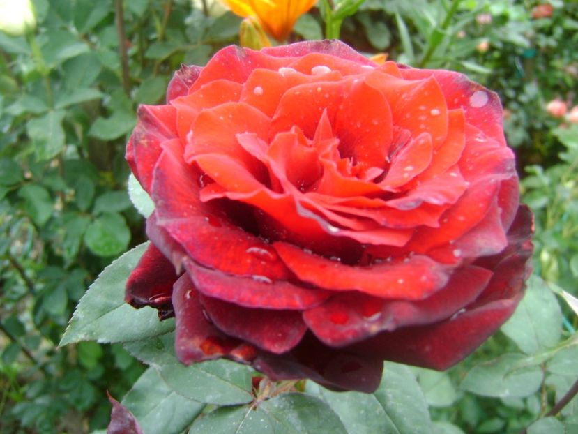  - Schwarze Madona -2019