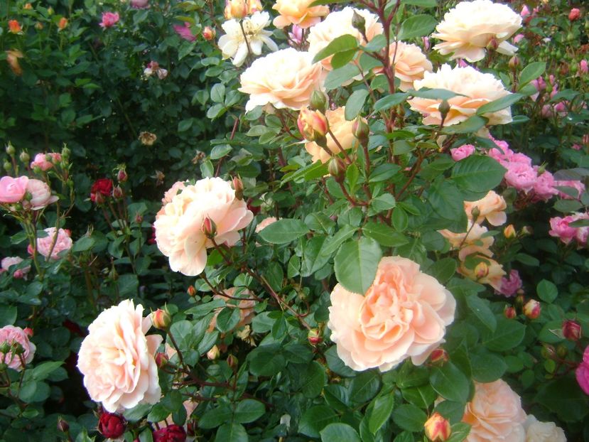  - Schome vom see Kordes-floribunda