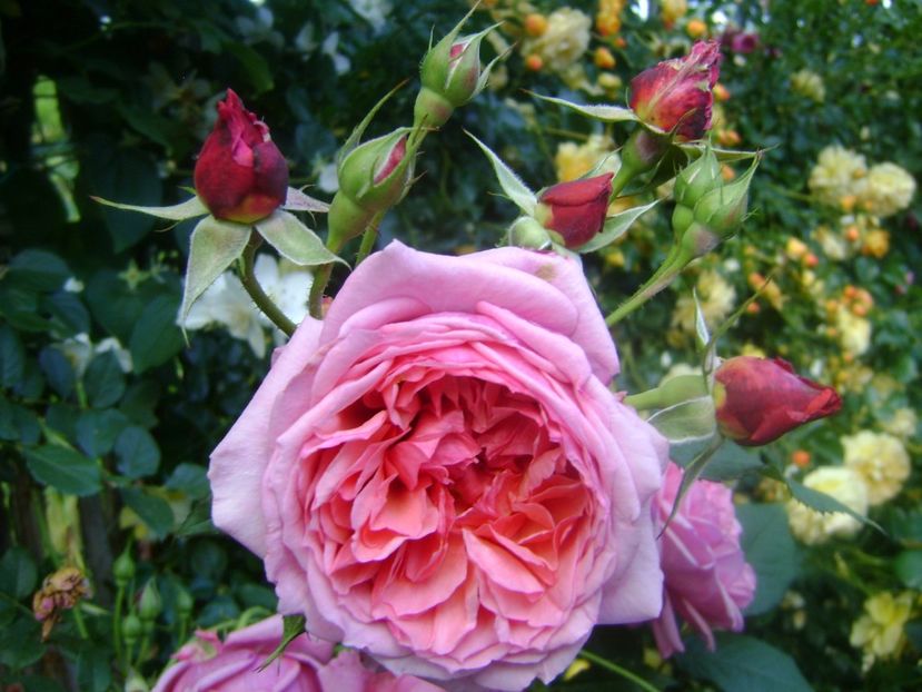  - Festival des jardins de chaumont 2019