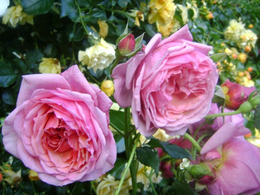 - Festival des jardins de chaumont 2019