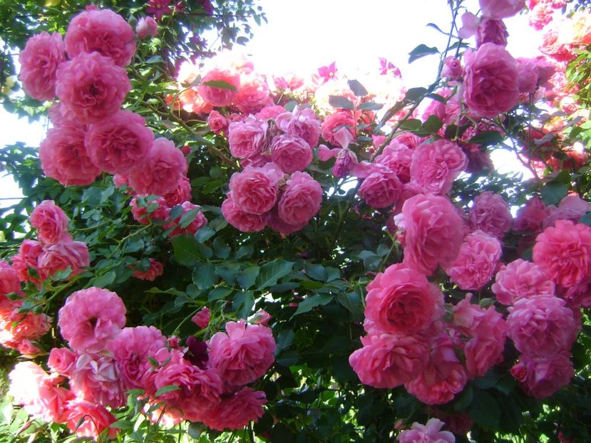  - Rosarium uetersen urcator Kordes