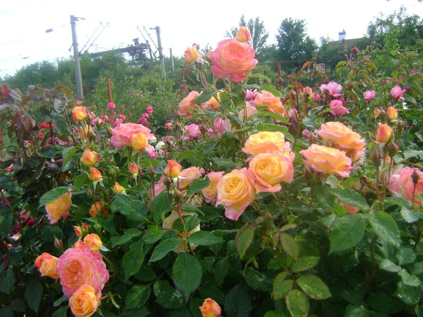  - Gartenspass floribunda Kordes 2018-2020