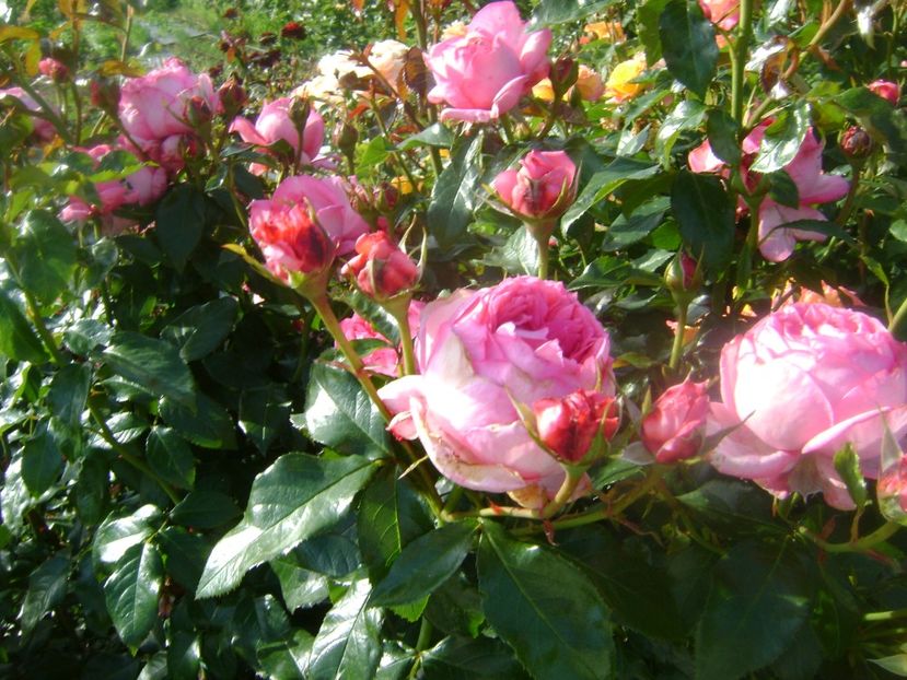  - Emilia Maria sau Molinard floribunda-Delbard 2013 Starkl