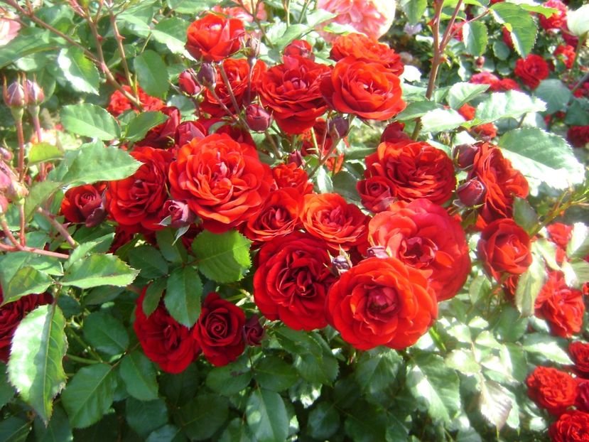  - Lavaglut floribunda Kordes-2019