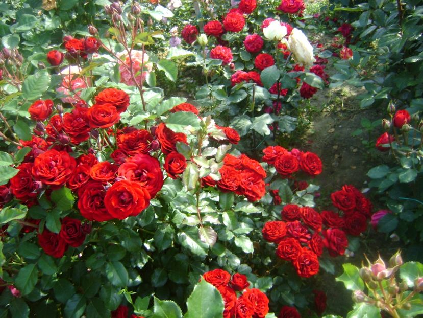  - Lavaglut floribunda Kordes-2019