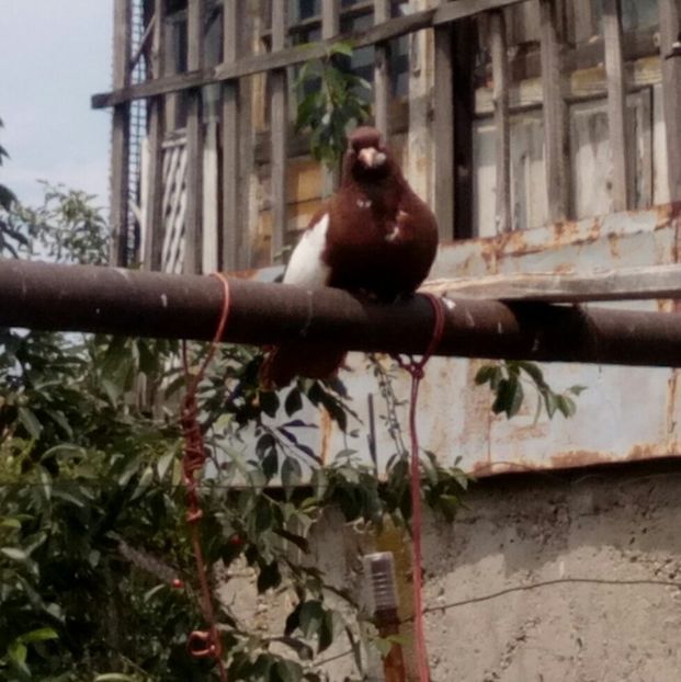  - bălțat românesc