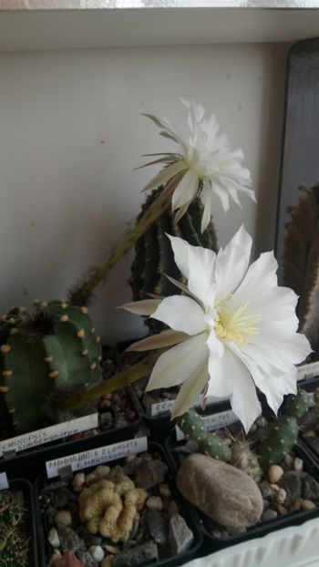 08.06.2020 - Echinopsis subdenudata