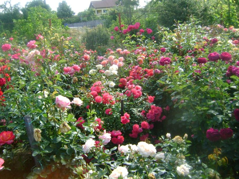  - Gradina 2020-2021