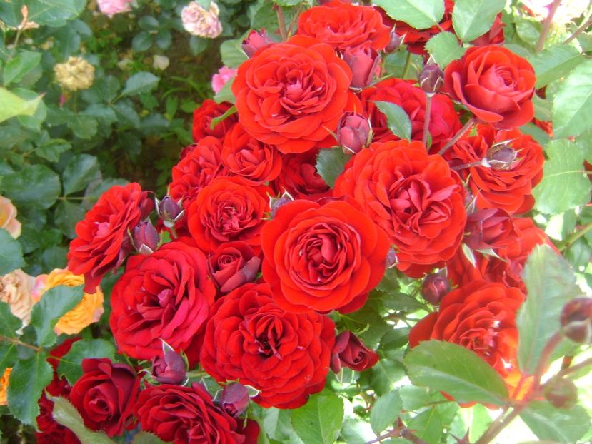  - Lavaglut floribunda Kordes-2019