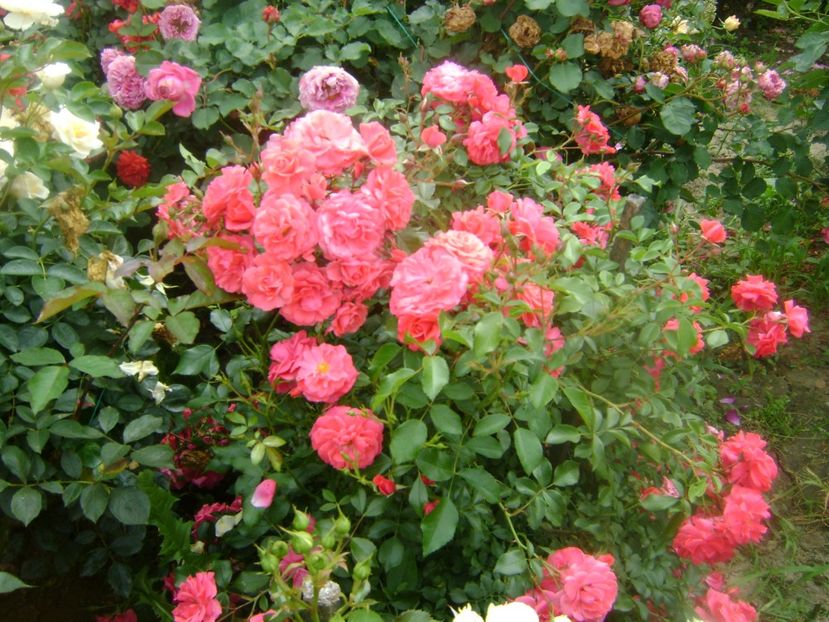  - Bad birnbach Kordes