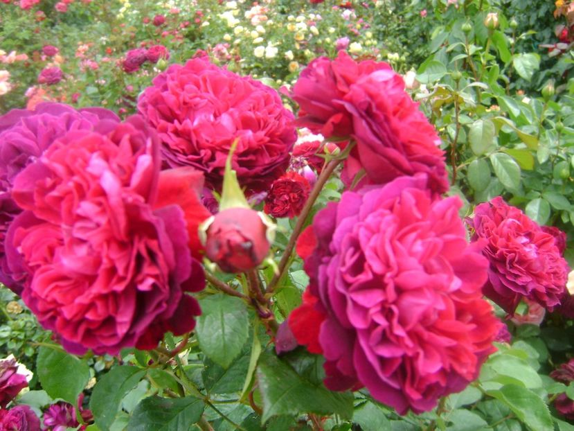  - Gradina max fara nume-2019