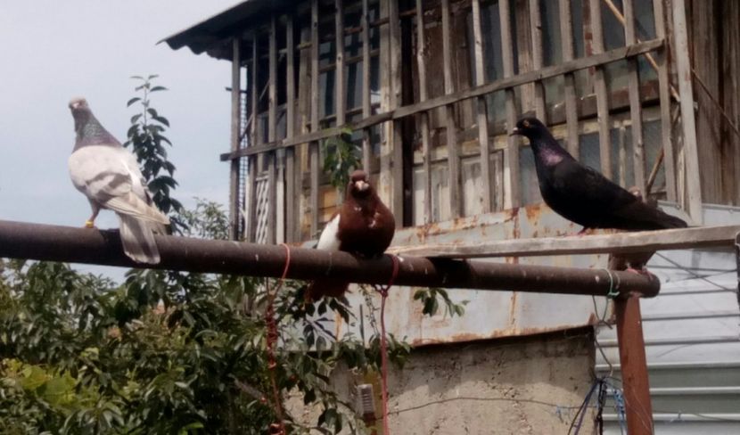  - porumbeii amestecati