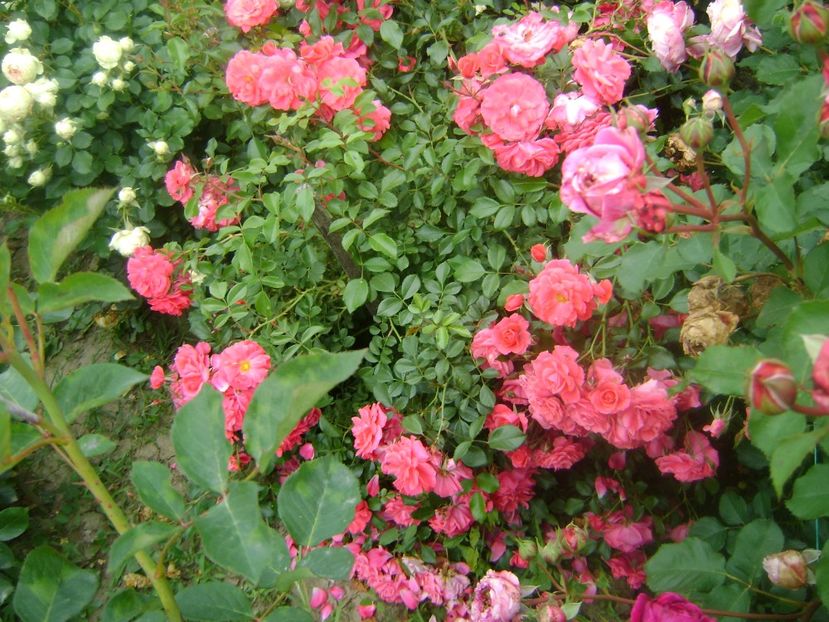  - Bad birnbach Kordes