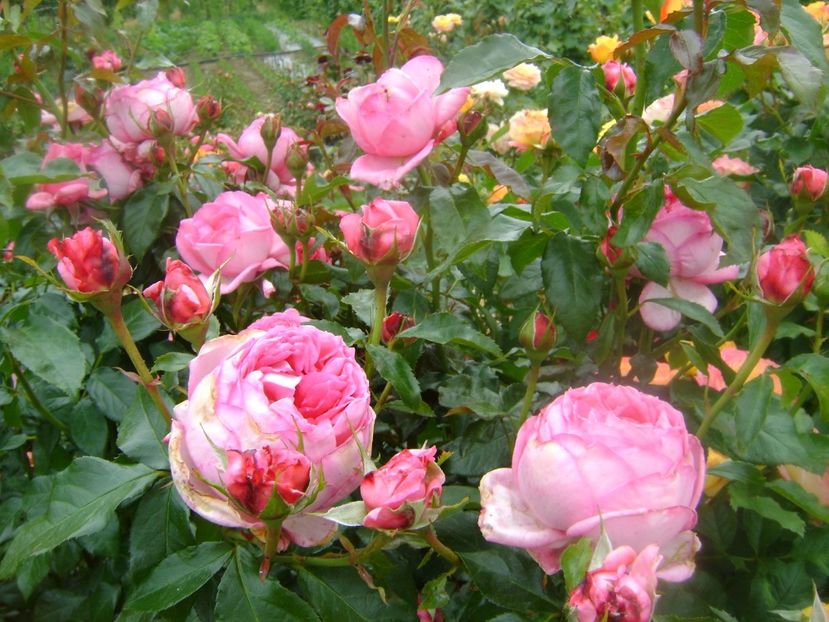  - Emilia Maria sau Molinard floribunda-Delbard 2013 Starkl