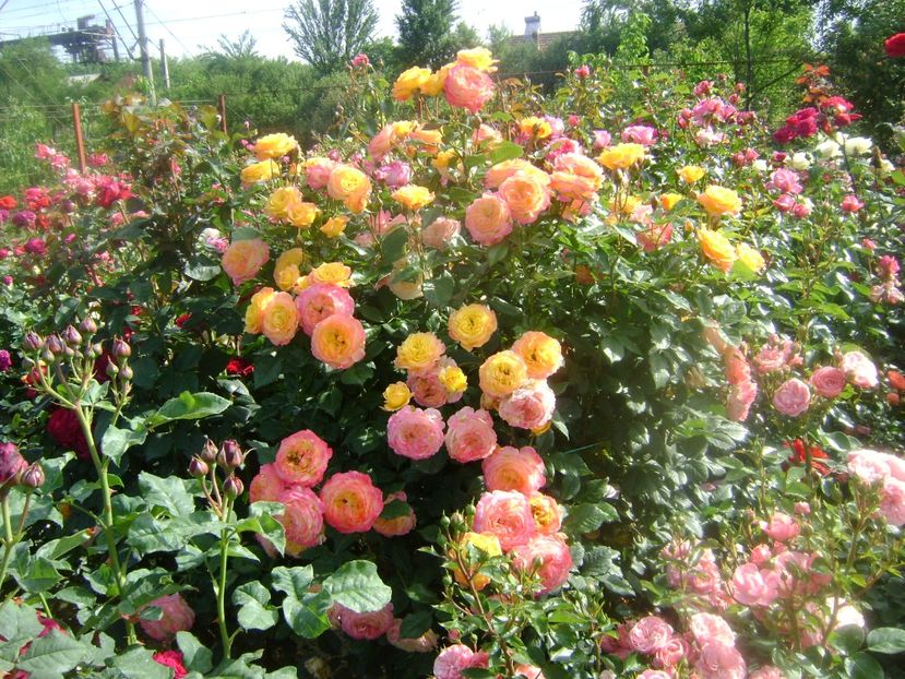  - Gartenspass floribunda Kordes 2018-2020