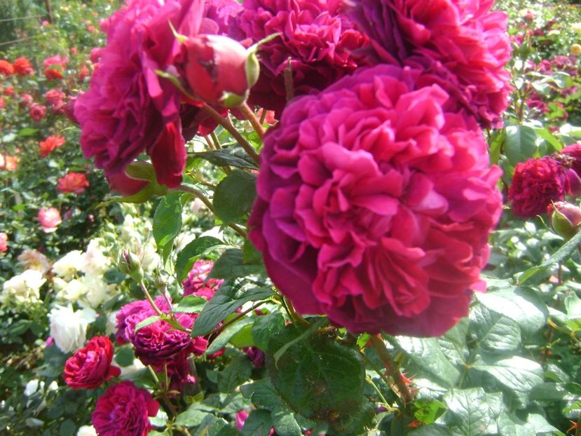  - Gradina max fara nume-2019