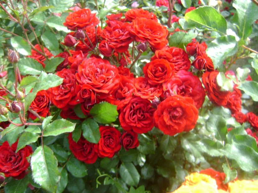  - Lavaglut floribunda Kordes-2019