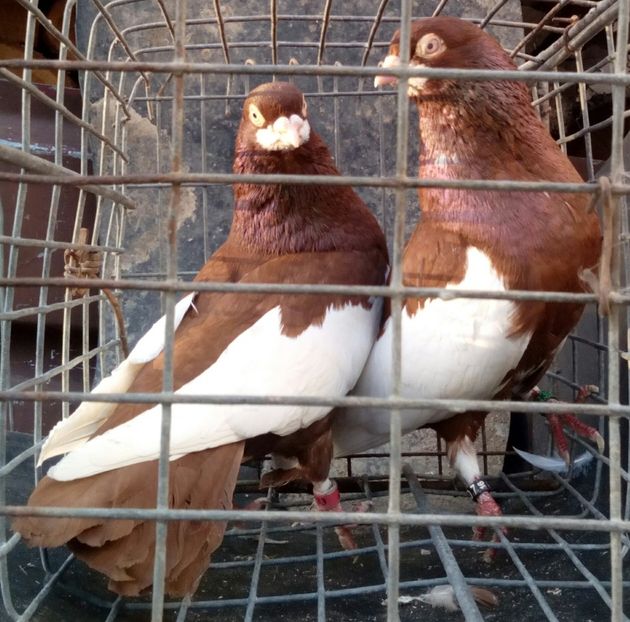  - bălțat românesc