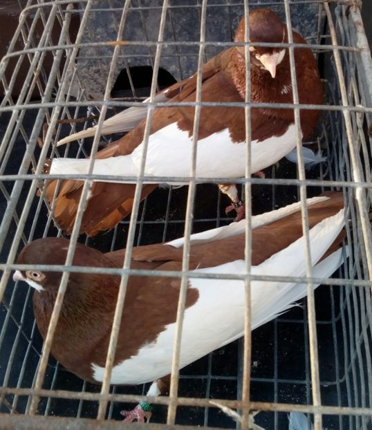  - bălțat românesc