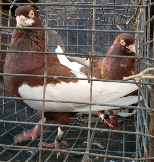  - bălțat românesc