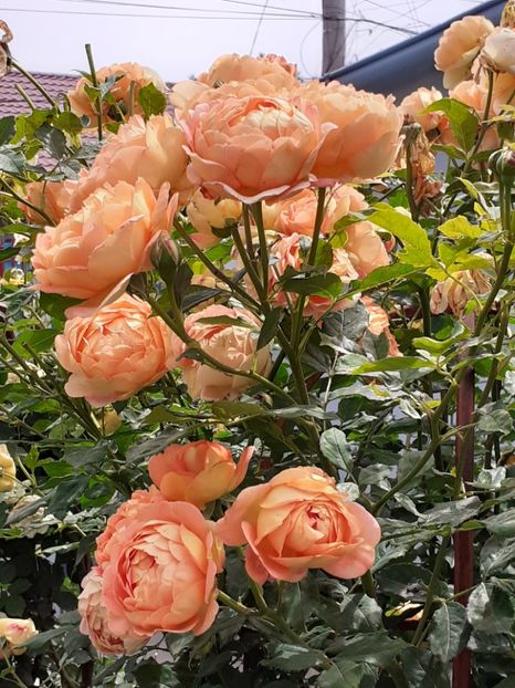  - Lady of Shalott 2020