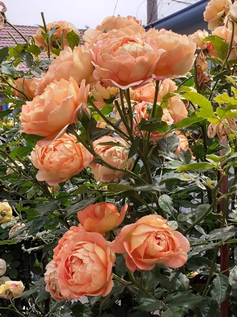  - Lady of Shalott 2020