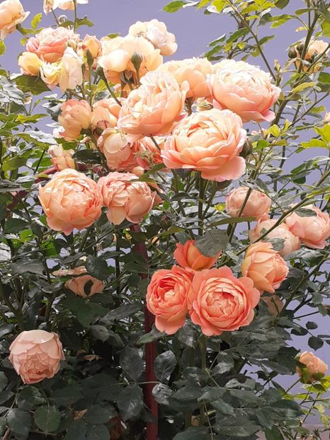  - Lady of Shalott 2020
