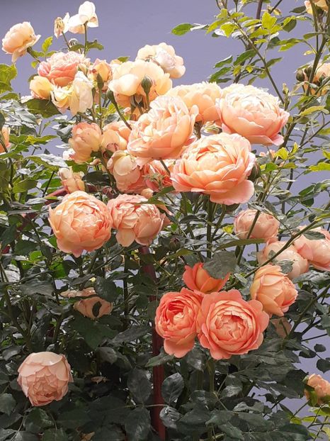  - Lady of Shalott 2020