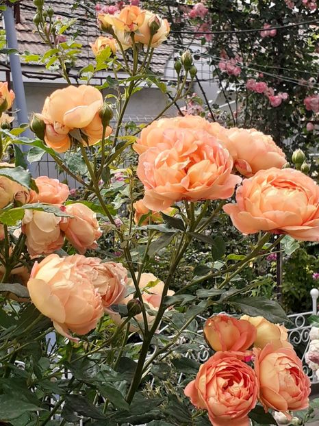  - Lady of Shalott 2020