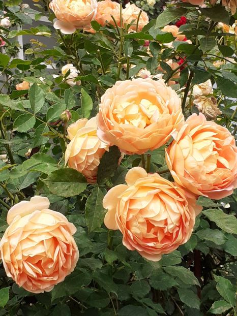  - Lady of Shalott 2020