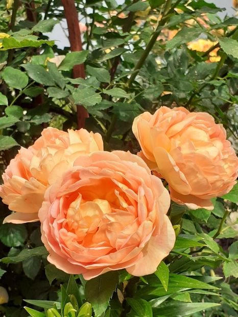 - Lady of Shalott 2020