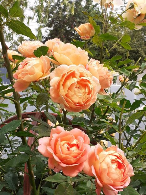  - Lady of Shalott 2020