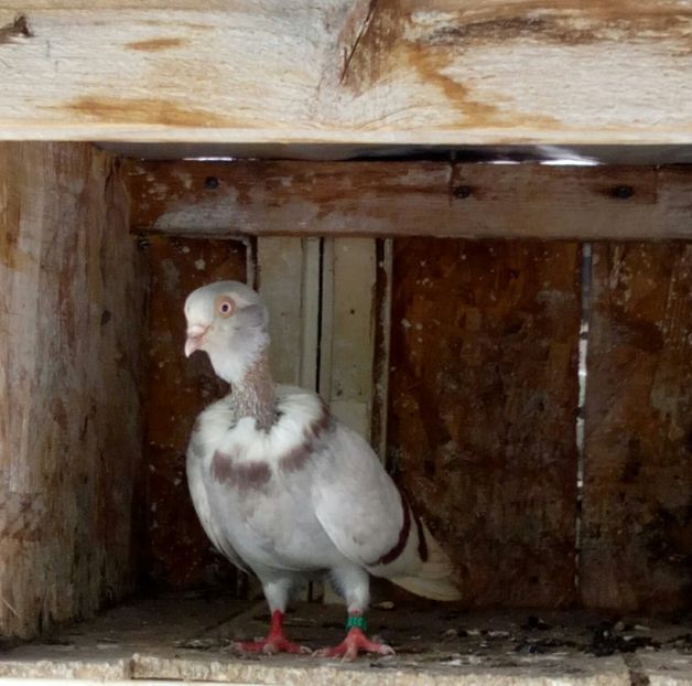  - porumbei git golas