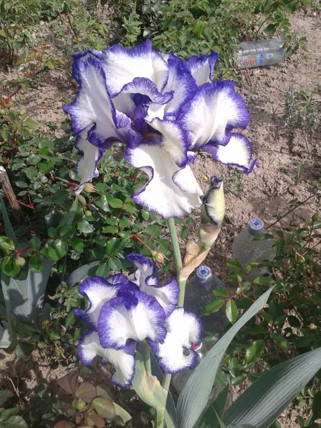 Epuizat - E Irisi narcise Hemerocallis de vanzare
