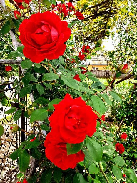  - Alte flori