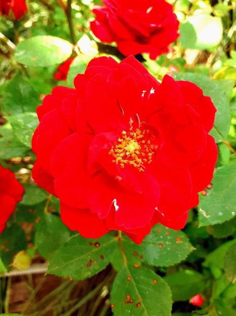  - Alte flori