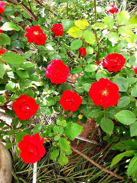  - Alte flori