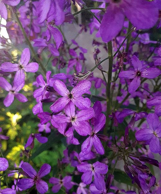  - Alte flori