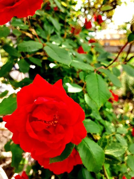  - Trandafiri 2015-prezent