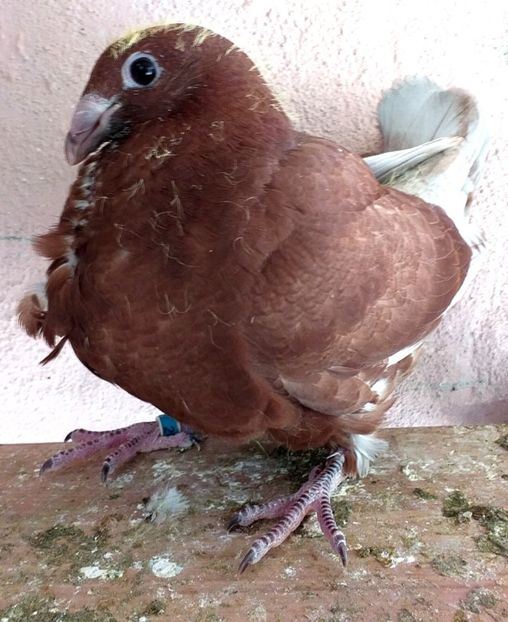  - CRAVATAȚI ROMÂNEȘTI